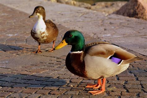 duck couple beak  photo  pixabay pixabay