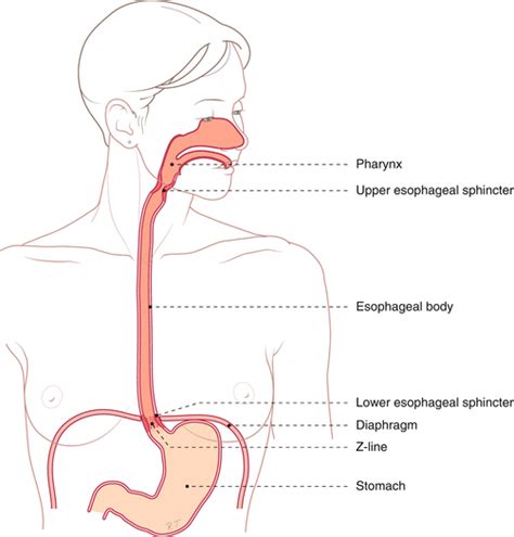 esophagus springerlink