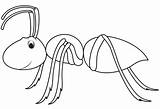 Coloring Insekten Hormigas sketch template