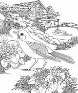 Robin Coloring Pages Bird Kids Nature Scene sketch template