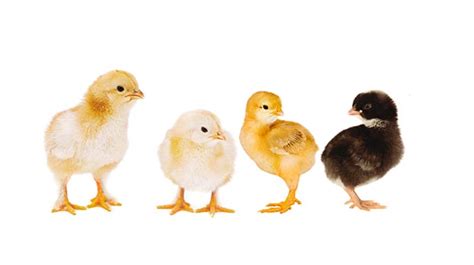 a guide to pedigree purebred heritage and hybrid chicken