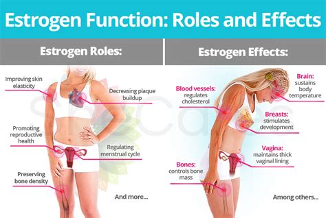 estrogen roles and effects shecares