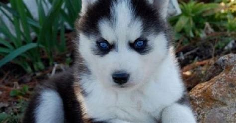 alaskan husky puppy blue eyes puppies pinterest husky puppy blue eyes  siberian huskies