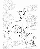 Coloring Pages Hunting Deer Duck Cute Antler Getcolorings Getdrawings Printable Color Colorings sketch template