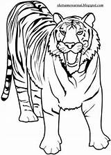 Hewan Harimau Mewarnai Sketsa Darat Mysha Binatang sketch template