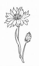 Fiordaliso Cornflower Bleuet Doodle Azulejo Disegnidacolorareperadulti Coloringpagesforadult sketch template