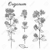 Oregano Flowering Grafiken sketch template