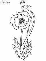 Coloring Pages Remembrance Flowers Poppy Printable Print Nature Easily Popular sketch template