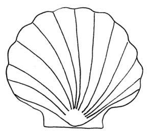 image result  scallop shell template