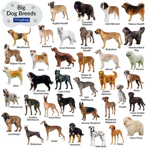 list  big dog breeds  pictures dogbreedscom