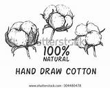 Cotton Boll Plant Vector Illustration Coloring Draw Engraving Sketch Hand Template sketch template