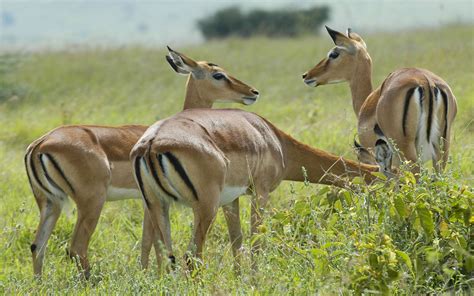 animals impala   savannah  grass nairobi national park kenya