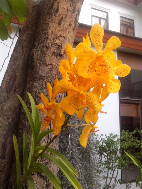 Yellow Dendrobium Orchid In A Honey Farm In Pattaya Thailand