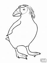 Dodo Coloring Pages Getdrawings Printable Color Getcolorings sketch template