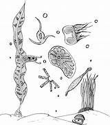 Plankton Seaweeds sketch template