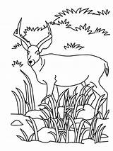 Coloring Antelope Grassland Mewarnai Pemandangan Gambar Antelop Sungai Savanna Antilope Pintarcolorir Coloringhome sketch template