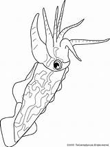Cuttlefish Coloring Pages Colouring sketch template