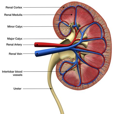 signs  kidneys   functioning properly anaedoonline