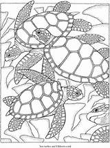 Coloring Sea Turtle Adults Turtles Freebie Color Stamping Who Kids Dover Publications Perfect Beautiful sketch template