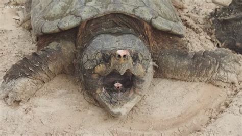 Alligator Snapping Turtles Released Back Into The Wild Cbs19 Tv