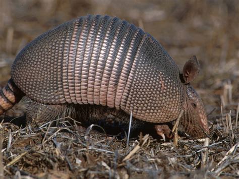 armadillo basic facts  pictures  wildlife