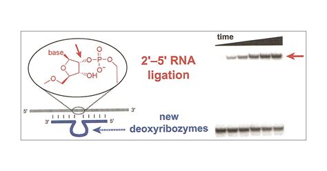 deoxyribozymes with 2‘−5‘ rna ligase activity journal of the american