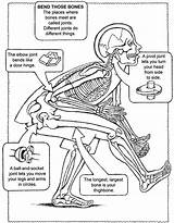 Coloring Joint Synovial Pages Dover Publications Radiology System Skeletal Colouring Sheets sketch template