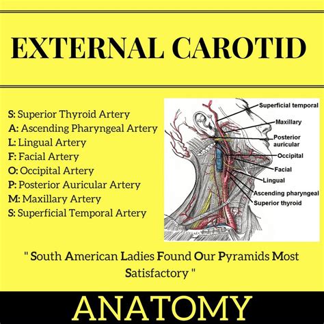 eca artery branches  major arteries supplying head  neck