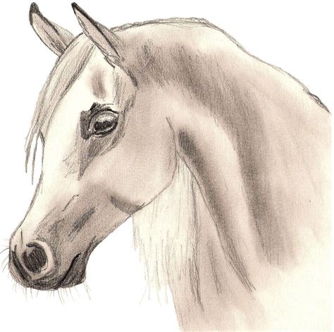 arabian horse drawing photo  fanpop
