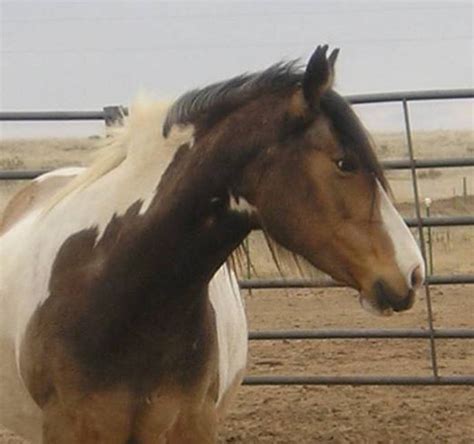 horse breeds american indian horse