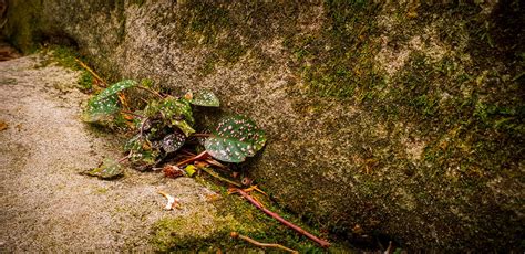 mossy stone moss stone macro mtrobot flickr