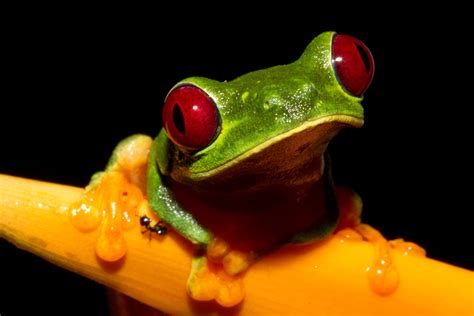 resolution red eye tree frog agalychnis hd wallpaper