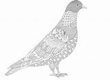 Pigeon Coloring Colouring Pages Adults Template Adult Coloriage sketch template