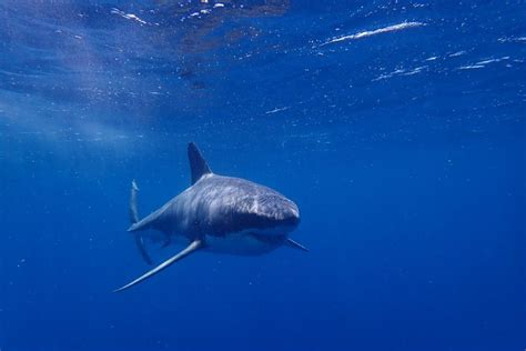 largest great white sharks  recorded  history shark diving