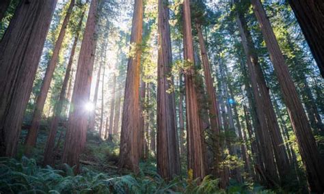the overstory by richard powers review a majestic redwood of a novel