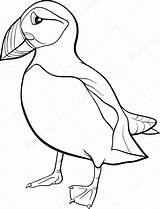Puffin Coloring Pages Cartoon Bird Colouring Atlantic Rock Vector Clipart Illustration Printable Drawings Book Stock Color Successful Getdrawings Getcolorings Print sketch template