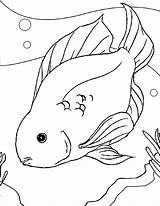 Fish Betta Coloring Parrot Pages Drawing Color Getdrawings Printable Getcolorings sketch template