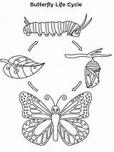 Monarch Ciclo Farfalla Schmetterling Vitale Borboleta Della Stages Raupe Motyl Butterflies Papillon Cykl Motyla Kolorowanka Rozwojowy Przedszkole Nasze sketch template