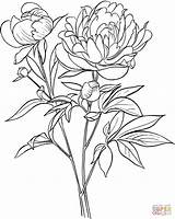 Peony Supercoloring Officinalis Paeonia Peonies Pobarvanke sketch template