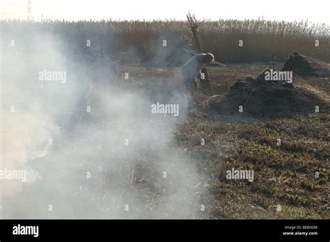 sfeerbeeld met tegenlicht van het rietsnijden stock photo alamy