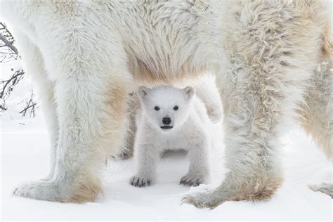 polar bears  white fur