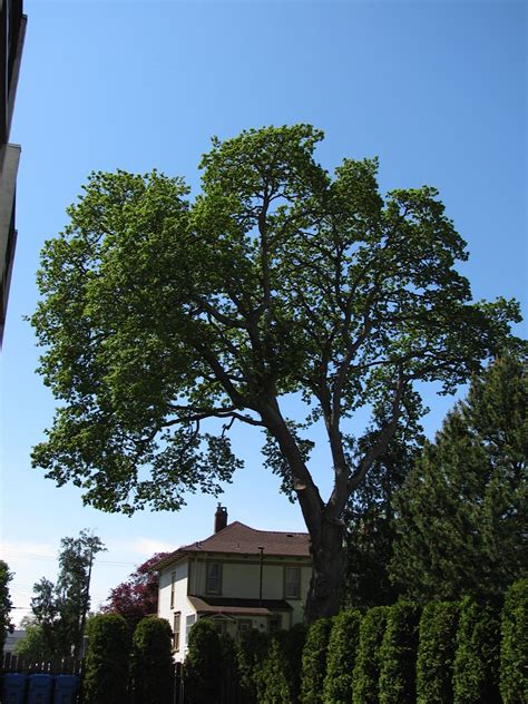 huge oak forty oaks tree service