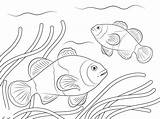 Coloring Clown Fish Clownfish Pages Printable Print Color Unique Sheet Getcolorings Coloringbay Getdrawings sketch template