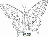 Butterfly Coloring Pages Printable Color Kids Hard Teamcolors sketch template
