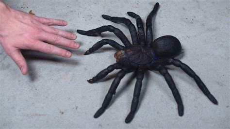 worlds largest tarantula doovi