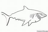 Colorare Squalo Disegni Shark Coloring Nemo Requin Hai Tiburones Buscando Squali Bambini Dibujos Tiburón Tubarão Colorkid Dori Findet Dory Ricerca sketch template