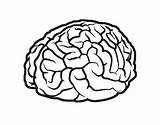 Cerebro Brain Cervello Cerveau Cerebral Sulcus Corpo Hemisphere Agy Lobes Teeth Cortex Umano Anatomia Colorier Acolore Cérebro Valorados Humana Lobe sketch template