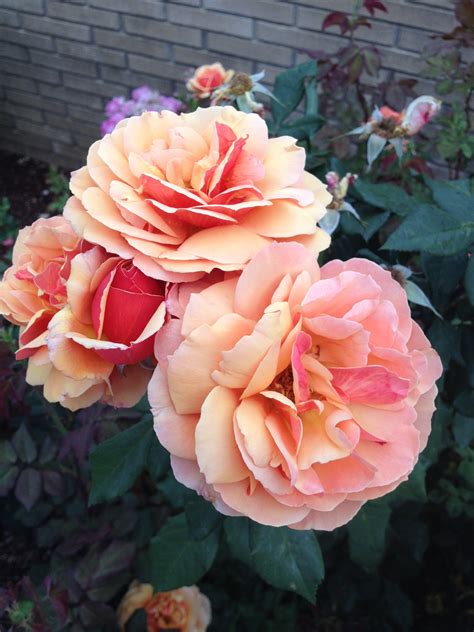 drought tolerant roses  smarter gardener