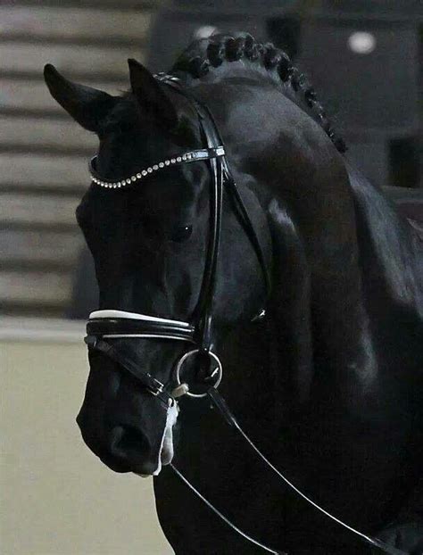 pin  megan van laaren  horse tack black horses horses horse breeds
