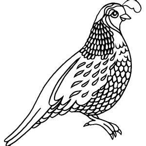 california quail coloring page coloring pages